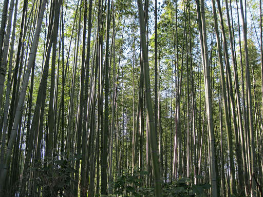 Ovest e Arashiyama