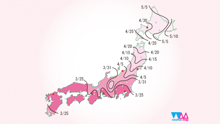Fioritura dei ciliegi Hanami