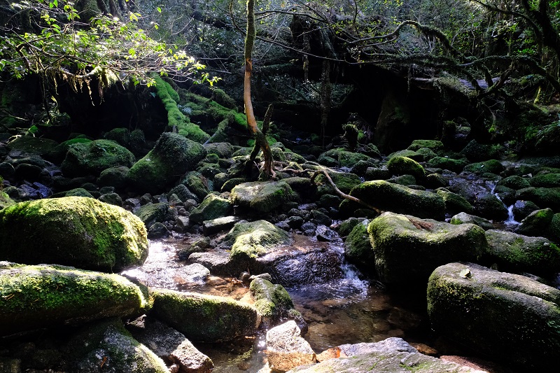 Cosa vedere a Yakushima