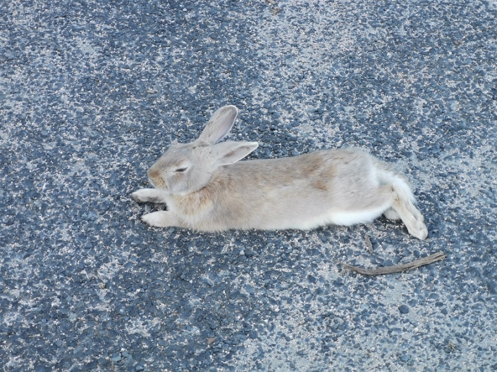 Okunoshima