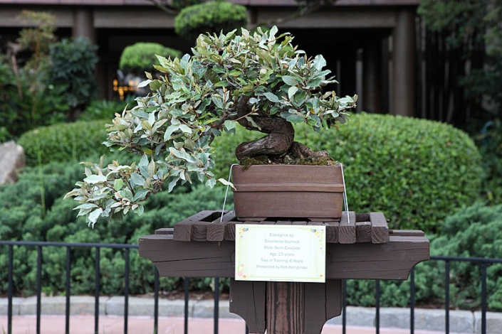 Bonsai